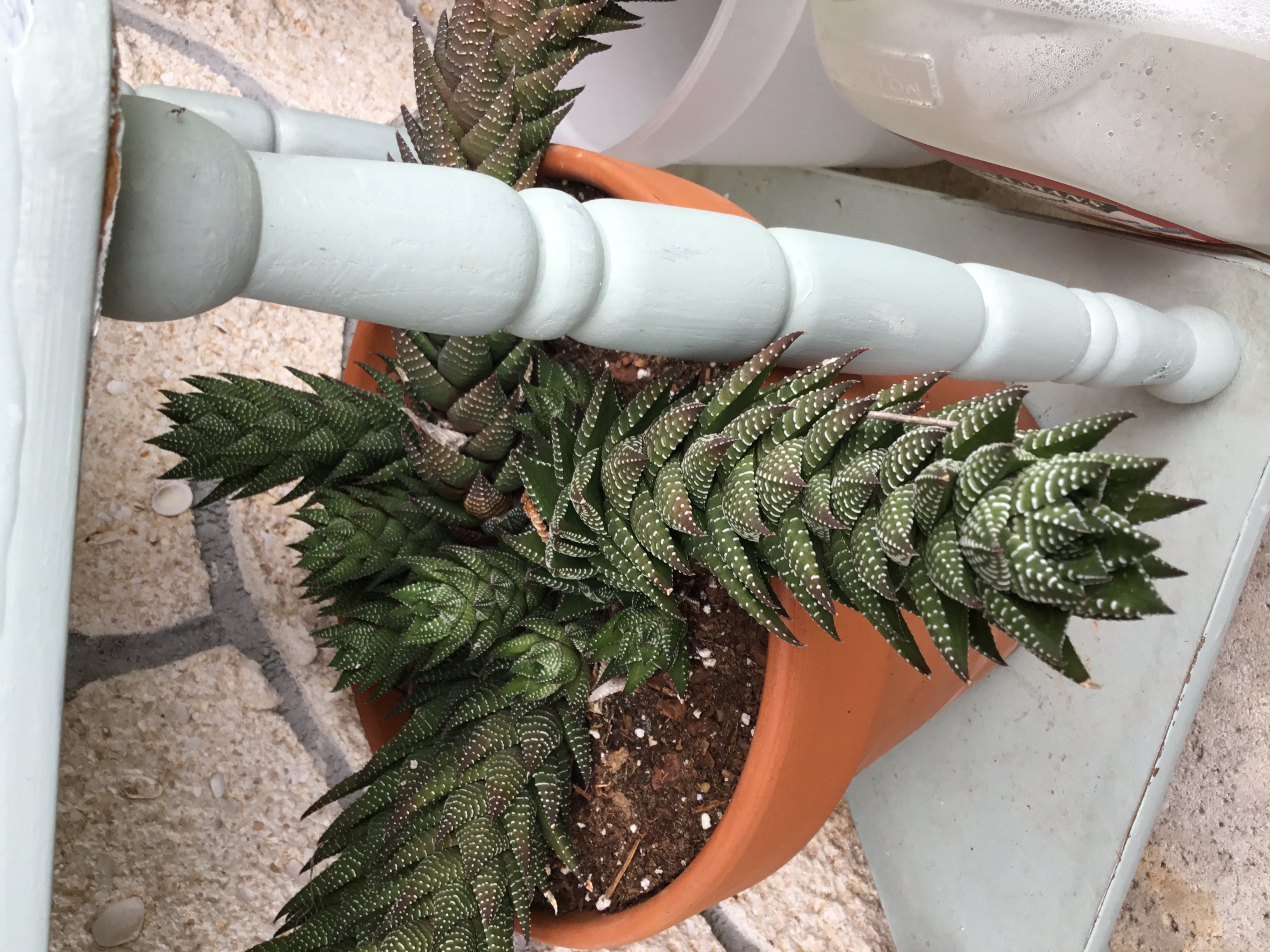 Haworthiopsis coarctata.jpg